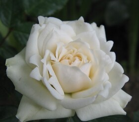 Роза миниатюрная White Gem
