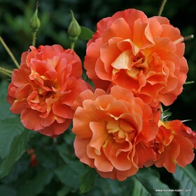Роза кустовая Westerland
