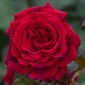 Роза чайно-гибридная Velvet Fragrance
