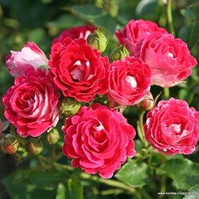 Роза флорибунда Schone Koblenzerin