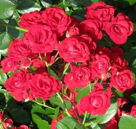 Роза почвопокровная Scarlet Meillandecor