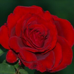 Роза чайно-гибридная Rouge Meilland 84