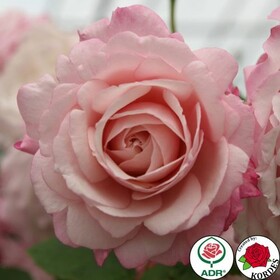 Роза флорибунда Rosenfaszination