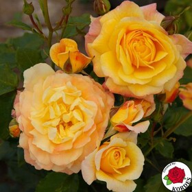 Роза флорибунда Rose der Hoffnung