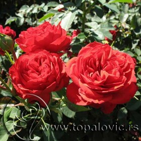 Роза флорибунда Rabelais