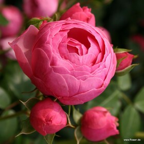 Роза флорибунда Pomponella