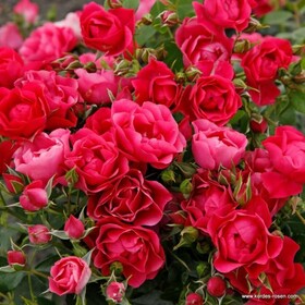 Роза флорибунда Pink Forest Rose