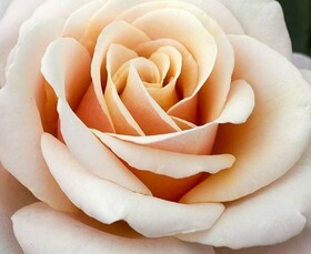 Роза чайно-гибридная Paul Ricard