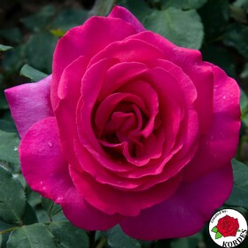 Роза чайно-гибридная Parole