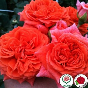 Роза флорибунда Orangerie