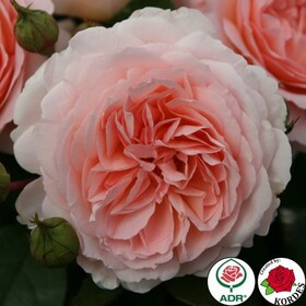 Роза флорибунда Marchenzauber