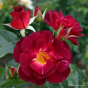 Роза кустовая Ile de Fleurs