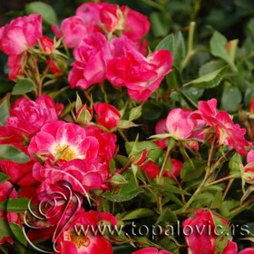 Роза почвопокровная Fuchsia Meillandecor