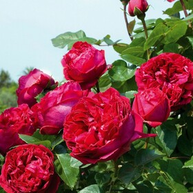 Роза плетистая Eric Tabarly / Red Eden Rose