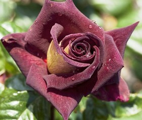 Роза чайно-гибридная Eddy Mitchell