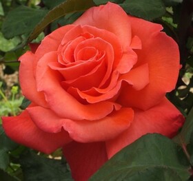 Роза чайно-гибридная Christophe Colomb
