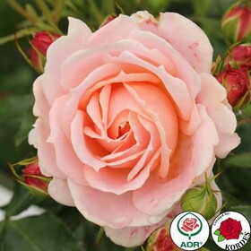 Роза флорибунда Cremosa