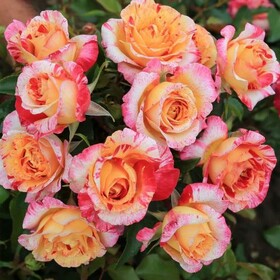 Роза флорибунда Camille Pissarro