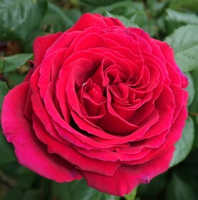 Роза чайно-гибридная Botero