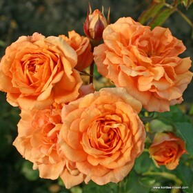 Роза почвопокровная Bentheimer Gold