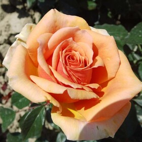 Роза чайно-гибридная Ashram