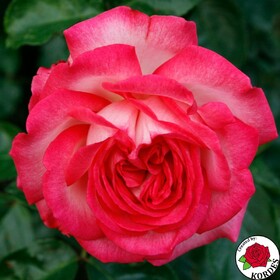 Роза плетистая Antike 89