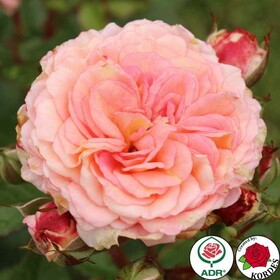 Роза флорибунда Amaretto