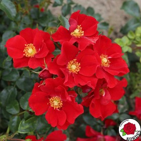 Роза почвопокровная Aleksander von Humboldt