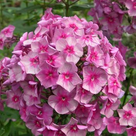 Флокс метельчатый Дымчатое суфле (1 шт.)