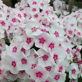 Флокс метельчатый Джулия (1 шт.)