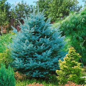 Ель колючая Супер блю сидлинг (Picea pungens Super Blue Seedling)