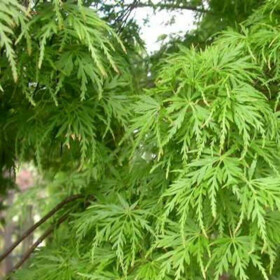 Клен дланевидный/веерный Сейрю (Acer palmatum Seiryu)