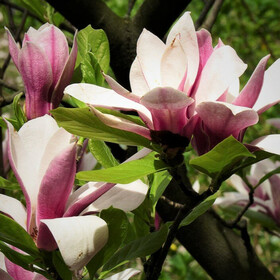 Магнолия лилиецветковая (Magnolia liliiflora Nigra)