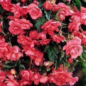 Бегония Плакучая Пендула Пинк (Begonia Pendula Pink) (клубень 1 шт.)