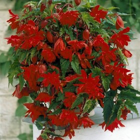 Бегония Плакучая (Begonia Pendula Red) (клубень 1 шт.)