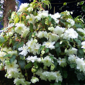 Бегония Плакучая белая (Begonia Pendula White) (клубень 1 шт.)