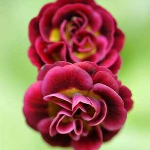 Примула ушковая Crimson Glow (Primula auricula).ГОРШОК Р9 (0,5 Л.)