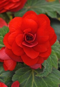 Бегония Roseform Red, 4/+ (1 шт.)