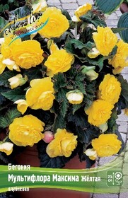 Бегония Multiflora Maxima Yellow, 4/5 (1 шт.)
