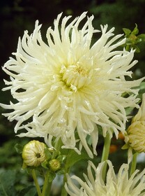 Георгина кактусовая White Star (1 шт.)