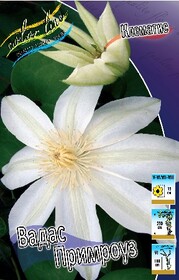 Клематис Wada's Primrose (1 шт.)