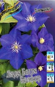 Клематис Lady Betty Balfour (1 шт.)