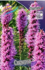 Лиатрис Spicata, 10/12 (1 шт.)