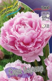 Пион молочноцветковый Sarah Bernhardt, 2/3 n (1 шт.)