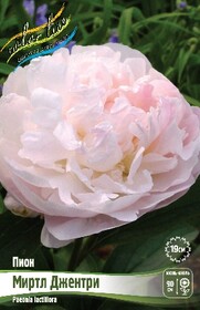 Пион молочноцветковый Myrtle Gentry, 2/3 n (1 шт.)