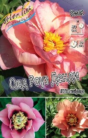 Пион ИТО-гибрид Itoh Old Rose Dandy, 2/3 n (1 шт.)