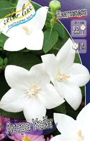 Платикодон крупноцветковый Astra White (1 шт.)