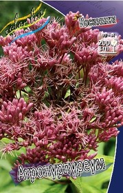 Посконник пятнистый Atropurpureum (1 шт.)