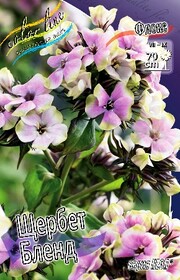 Флокс метельчатый Neon Sherbet Blend (1 шт.)