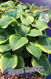 Хоста гибридная Abiqua Moonbeam (1 шт.)